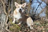 CORGI PEMBROKE 532